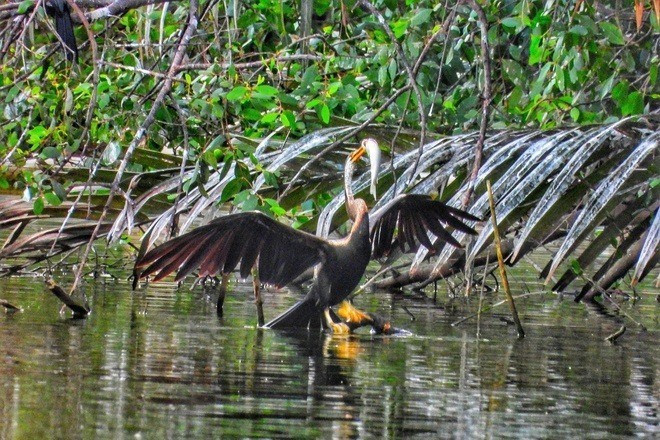 Loài chim cổ rắn thuộc nhóm IB trong danh mục loài nguy cấp, quý, hiếm theo quy định tại thông tư số 27/2025/TT-BNNMT của Bộ Nông nghiệp và Môi trường. Người dân không được phép săn bắt, nuôi nhốt, buôn bán trái phép. Ảnh: Trần Nguyễn Minh Quân.