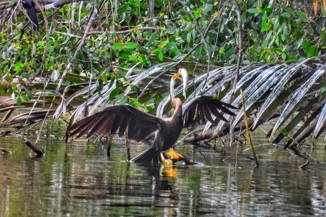 Loài chim cổ rắn thuộc nhóm IB trong danh mục loài nguy cấp, quý, hiếm theo quy định tại thông tư số 27/2025/TT-BNNMT của Bộ Nông nghiệp và Môi trường. Người dân không được phép săn bắt, nuôi nhốt, buôn bán trái phép. Ảnh: Trần Nguyễn Minh Quân.