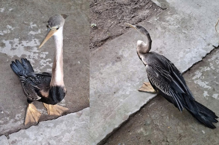 Sau khi tiếp nhận từ người dân, ngay trong ngày 26/11, UBND xã Long Tiên làm thủ tục bàn giao cá thể chim quý hiếm trên cho Trung tâm Nuôi trồng, nghiên cứu, chế biến dược liệu thuộc Cục Hậu Cần- Kỹ thuật (tức trại rắn Đồng Tâm-Quân Khu 9) để tiếp tục chăm sóc, bảo tồn theo quy định. Ảnh: Nông nghiệp và Môi trường.