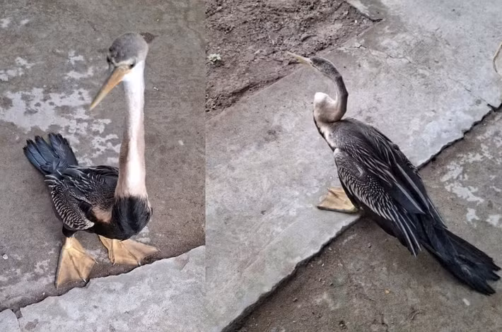 Sau khi tiếp nhận từ người dân, ngay trong ngày 26/11, UBND xã Long Tiên làm thủ tục bàn giao cá thể chim quý hiếm trên cho Trung tâm Nuôi trồng, nghiên cứu, chế biến dược liệu thuộc Cục Hậu Cần- Kỹ thuật (tức trại rắn Đồng Tâm-Quân Khu 9) để tiếp tục chăm sóc, bảo tồn theo quy định. Ảnh: Nông nghiệp và Môi trường.