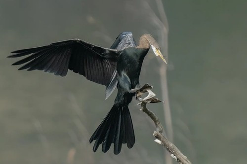Theo các nhà khoa học, chim cổ rắn có thể sống 9 năm ở tự nhiên. Ảnh: Jen Wei.