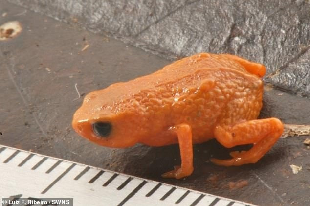 Hầu hết các loài cóc bí ngô đều khá giống nhau. Chúng có kích thước đặc biệt nhỏ bé và thường có làn da màu quýt, tươi sáng tiết ra một chất độc thần kinh cực mạnh. Những loài này thường ẩn nấp dưới lớp lá mục ẩm ướt.