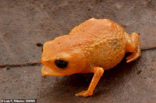 Loài cóc bí ngô Brachycephalus lulai sinh sống trong một khu vực ước tính chỉ rộng vài km vuông thuộc khu rừng ở vùng núi cao. Hiện tại loài này được xếp vào loại "ít đáng lo ngại", nghĩa là hiện không có nguy cơ tuyệt chủng.