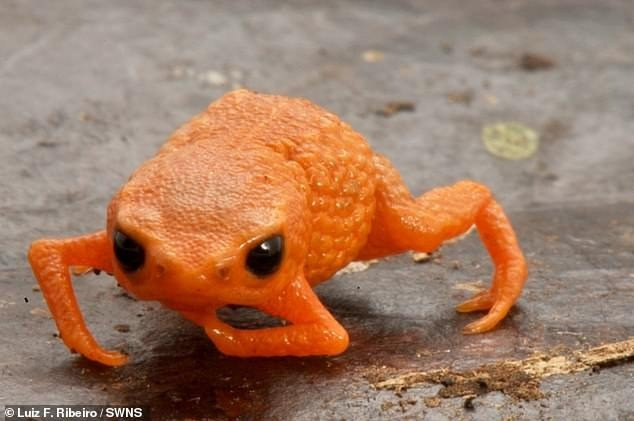 Cá thể đực của loài cóc Brachycephalus lulai có kích thước từ 8,9 - 11,3 mm. Trong khi đó, con cái thường lớn hơn con đực với kích thước khoảng 11,7 - 13,4 mm.