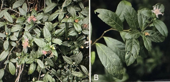 Theo Ban Quản lý Vườn quốc gia Phong Nha - Kẻ Bàng, loài thực vật mới được ghi nhận trong quá trình khảo sát thực vật trên núi đá vôi từ ngày 5-13/12/2024 tại nhiều khu vực trong Vườn quốc gia Phong Nha - Kẻ Bàng, đặc biệt ở khu vực Hang Va-Nước Nứt, ở độ cao 777m.