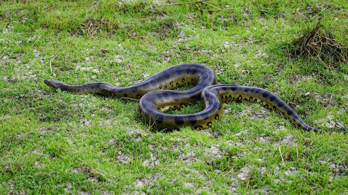 Vào khoảng 12,4 triệu đến 5,3 triệu năm trước, nhiệt độ ấm áp, vùng đất ngập nước rộng lớn và nguồn thức ăn dồi dào đã giúp nhiều loài động vật phát triển lớn hơn nhiều so với họ hàng hiện đại của chúng. Tuy nhiên, rất ít loài động vật khổng lồ này còn tồn tại đến ngày nay. Ảnh: Gerard Lacz / Deposit Photos.