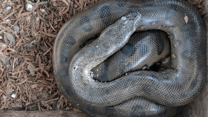 Vào khoảng 12,4 triệu đến 5,3 triệu năm trước, nhiệt độ ấm áp, vùng đất ngập nước rộng lớn và nguồn thức ăn dồi dào đã giúp nhiều loài động vật phát triển lớn hơn nhiều so với họ hàng hiện đại của chúng. Tuy nhiên, rất ít loài động vật khổng lồ này còn tồn tại đến ngày nay. Ảnh: Gerard Lacz / Deposit Photos.