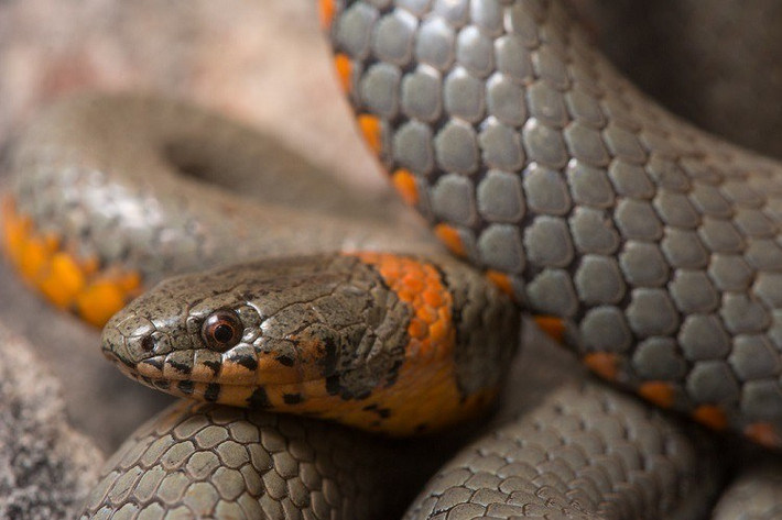 Dựa trên những tính toán này, nhóm nghiên cứu phát hiện trăn anaconda dài trung bình khoảng 5,2m khi chúng lần đầu tiên xuất hiện vào thời kỳ Miocene 12 triệu năm trước - gần bằng chiều dài của trăn Anaconda ngày nay. Ảnh: worldanimalfoundation.org.