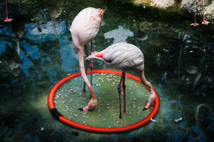 Theo ông Lâm Quốc Cường, Tổ trưởng tổ chim - linh trưởng Thảo Cầm Viên Sài Gòn, cần kích thích tâm lý bầy đàn nhiều hơn và mặc dù số lượng đã tăng lên 30 con nhưng mật độ này vẫn còn thấp so với tập tính loài.