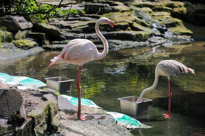 Để khắc phục tình trạng này, vào năm 2010, Thảo Cầm Viên thành lập vườn hạc mới và chuyển 9 cá thể hồng hạc ban đầu về khu vực giữa vườn thú.