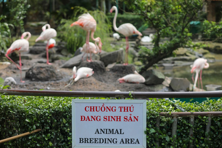 Với cá thể hồng hạc con đầu tiên chào đời tại Thảo Cầm Viên sau 20 năm, tổng số hồng hạc tại vườn thú hiện nay lên 31 cá thể.