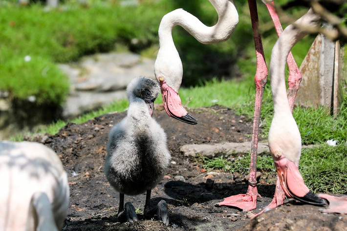 Sau gần 20 năm, Thảo Cầm Viên Sài Gòn lần đầu ghi nhận chim hồng hạc con nở trứng thành công và được mẹ nuôi dưỡng tự nhiên.