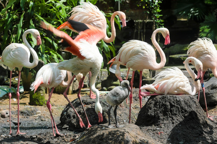 Mùa sinh sản năm nay đã có khoảng 5 ổ chim hồng hạc. Trong đó, mỗi ổ đẻ 1 trứng. Dù gặp nhiều khó khăn do các cá thể hồng hạc không biết cách ấp trứng nên phải mang 2 trứng đưa về phòng kỹ thuật ấp nhân tạo. Kết quả, 4 quả trứng không nở và chỉ có 1 trứng nở ra chim non khỏe mạnh.