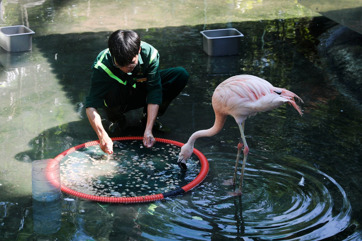 Trước năm 2006, Thảo Cầm Viên có 9 cá thể hồng hạc, được nhập từ một vườn thú ở Nam Phi. Ban đầu, chúng được nuôi tại khu vực cũ, nằm tại góc bên trong của vườn thú với diện tích nhỏ và môi trường không phù hợp. cộng với số lượng ít, đàn chim hồng hạc không sinh sản.