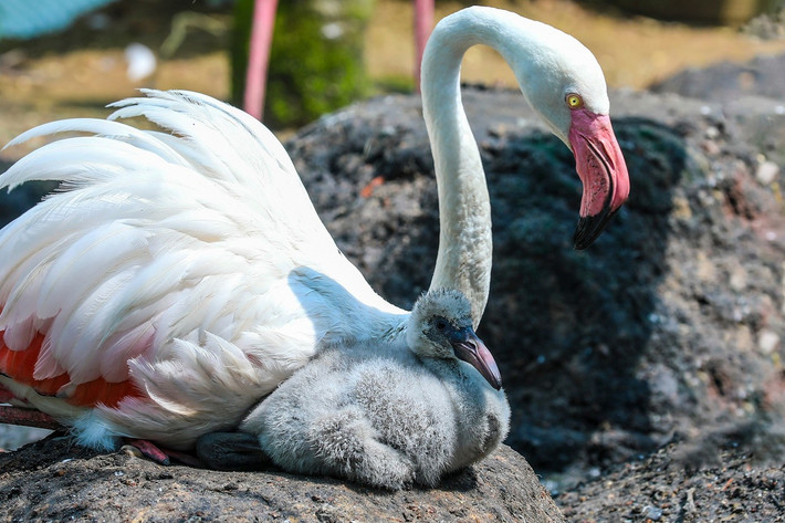 Vì vậy, Thảo Cầm Viên Sài Gòn đã gắn thêm một số tấm kiếng phản chiếu để khi nhìn vào, đàn chim hồng hạc thấy số lượng đông hơn, qua đó kích thích khả năng sinh sản của chúng.