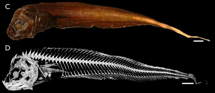 Trong điều kiện đó, những sinh vật này đã tiến hóa các giác quan khác để tồn tại. Theo phó giáo sư Gerringer, cá ốc có thể cảm nhận môi trường xung quanh bằng cách cảm nhận các rung động trong nước, ngửi và nếm. Ảnh: 2019 MBARI.