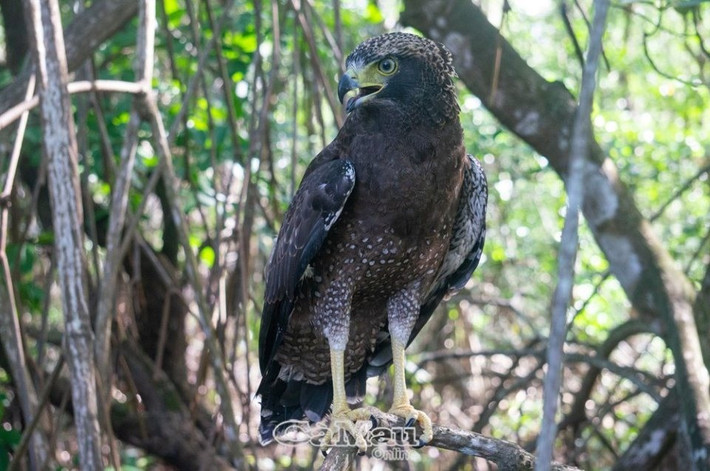 Diều hoa Miến Điện có tên khoa học là Spilornis cheela. Loài này thuộc nhóm IIB được quy định tại Nghị định số 06/2019 ngày 22/1/2019 của Chính phủ về quản lý thực vật rừng, động vật rừng nguy cấp, quý, hiếm và thực thi công ước về buôn bán quốc tế các loài động vật, thực vật hoang dã nguy cấp. Ảnh: Báo Cà Mau.