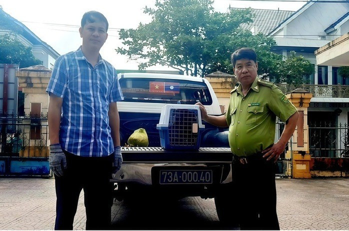 Vào ngày 18/11, Trung tâm Cứu hộ, bảo tồn và phát triển sinh vật -Vườn quốc gia Phong Nha - Kẻ Bàng (tỉnh Quảng Trị) cho biết đã tiếp nhận một con chim diều hoa Miến Điện (Spilornis cheela) do người dân tự nguyện giao nộp. Ảnh: Người lao động.
