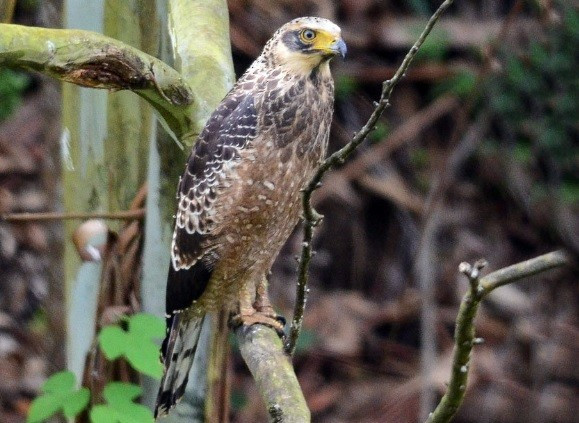 Khi trưởng thành, diều hoa Miến Điện thường có bộ lông màu nâu sẫm là chủ yếu, đuôi màu đen với các đốm sáng ở ngực và bụng. Ảnh: Nikolaj Mølgaard Thomsen.