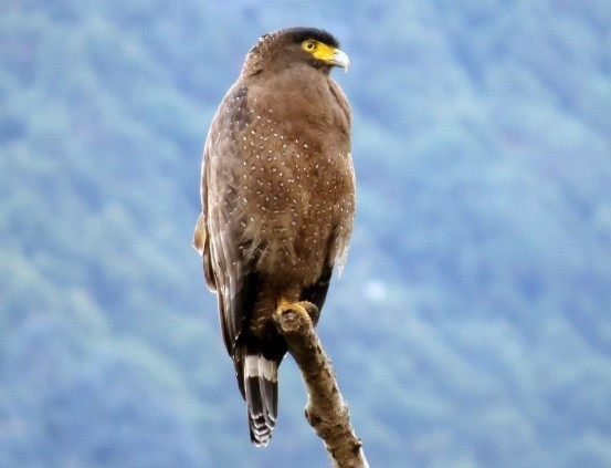 Loài diều hoa Miến Điện sinh sống chủ yếu tại khắp các khu rừng nhiệt đới ở Ấn Độ, Việt Nam, Indonesia, Thái Lan, Trung Quốc... Ảnh: Donnie Tsui.