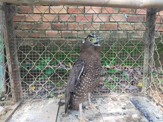 Tại thời điểm tiếp nhận, diều hoa Miến Điện nặng 1,7 kg, có dấu hiệu suy nhược và chấn thương vùng cánh. Lực lượng chức năng sẽ chăm sóc sức khỏe, phục hồi thể trạng cho tới khi cá thể diều hoa Miến Điện đáp ứng đầy đủ điều kiện về sức khỏe và bản năng sinh tồn để có thể thả về môi trường tự nhiên. Ảnh: SGGP.