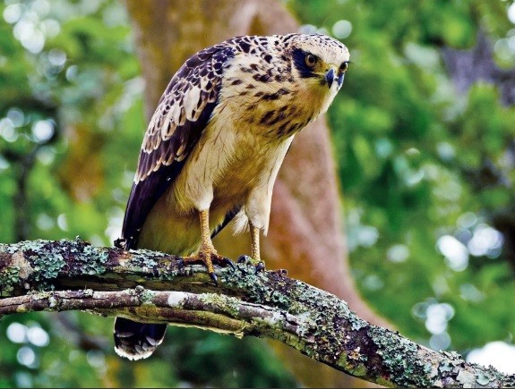 Mùa sinh sản của loài diều hoa Miến Điện thường bắt đầu vào cuối mùa Đông hàng năm. Khi Hè sang, những quả trứng sẽ được chim cái ấp trong tổ trong khi cá thể đực sẽ đi kiếm ăn để nuôi gia đình. Sau 41 ngày, trứng sẽ nở thành chim con. Ảnh: Prashobh Ailyam Nair.