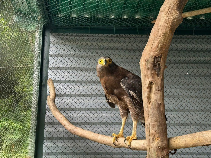 ﻿ Trước đó, con chim diều hoa Miến Điện được ông Võ Hoàng Việt, trú xã Cửa Tùng, phát hiện khi nó đang đậu trên cột buồm một chiếc ghe tại bãi biển địa phương. Sau khi bắt được, ông Việt đã đưa con vật về nhà chăm sóc tạm thời rồi báo cáo chính quyền và cơ quan kiểm lâm. Ảnh: Người lao động.