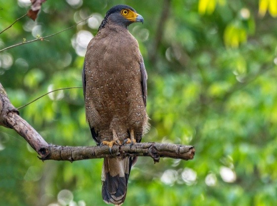 Thức ăn chủ yếu gồm: rắn, các loài động vật lưỡng cư, cá và động vật có vú. Ảnh: Prasanna Kumar Mamidala.