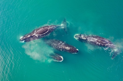 Nhóm nghiên cứu hy vọng phát hiện này có thể giúp các nghiên cứu trong tương lai nhằm kiểm tra xem khi tăng lượng CIRBP trong tế bào ở người thì sẽ đạt kết quả như thế nào, liệu có giúp tăng tuổi thọ hay không. Ảnh: Stas Zakharov.