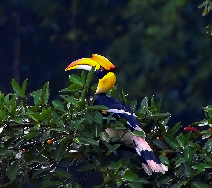 Đặc điểm nổi bật của chim hồng hoàng là chiếc mũ mỏ màu vàng tươi và đen trên đỉnh mỏ, cấu trúc rỗng bằng keratin (chất sừng) chiếm tới 11% trọng lượng cơ thể. Ảnh: Tăng A Pẩu.