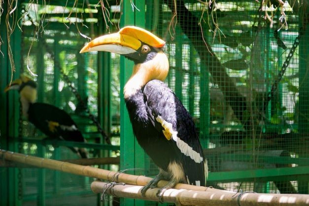 Chim hồng hoàng có tên khoa học là Bucerotidae. Đây là một trong những loài chim thuộc nhóm IB, nằm trong danh mục động vật rừng nguy cấp, quý hiếm cần được bảo vệ nghiêm ngặt theo Nghị định 84/2021/NĐ-CP của Chính phủ. Ảnh: cattiennationalpark.