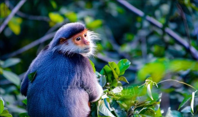 Voọc chà vá chân nâu có tên khoa học là Pygathrix nemaeus), thuộc họ khỉ cựu thế giới (nhằm phân biệt với loài khỉ tân thế giới). Đây là một loài linh trưởng đặc hữu quý hiếm và đang trong tình trạng nguy cấp tại Việt Nam. Ảnh: TTXVN.