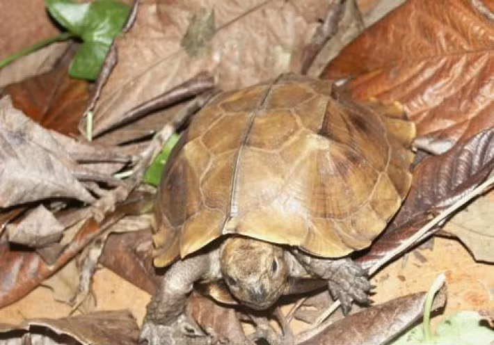 Rùa sa nhân có tên khoa học là Cuora mouhotii, thuộc nhóm IIB trong danh mục động vật rừng nguy cấp, quý, hiếm. Ảnh: thainationalparks.