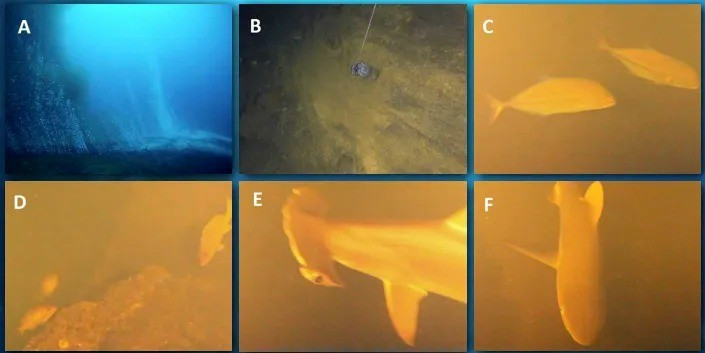 7 năm sau, hình ảnh vệ tinh của NASA một lần nữa ghi nhận núi lửa Kavachi đang phun trào dữ dội, phun ra cột nước nóng, tro bụi, lưu huỳnh và axit. Nhiều người tò mò số phận những con cá mập tại đây. Ảnh: Oceanography.