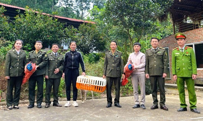 Theo thông tin từ Hạt Kiểm lâm Như Xuân, vào ngày 1/12, lực lượng chức năng của đơn vị phối hợp với Công an xã Hóa Quỳ đã tiếp nhận và bàn giao 3 cá thể động vật nguy cấp, quý hiếm cho Vườn quốc gia Xuân Liên để chăm sóc. Ảnh: Người lao động.