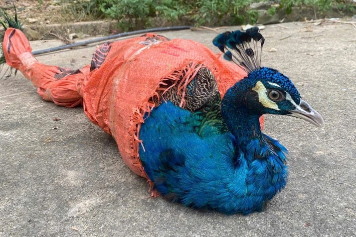 Trong đó, loài công Ấn Độ phân bố ở nhiều nơi trên thế giới như Sri Lanka và Ấn Độ, nhưng cũng có thể được tìm thấy tự nhiên ở Pakistan, Kashmir, Nepal, Assam, Nagaland, Myanmar, Việt Nam... Ảnh: Hạt Kiểm lâm Như Xuân.