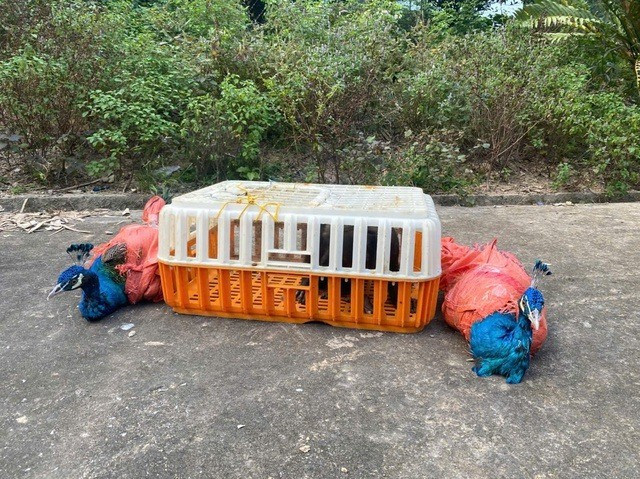 Ngay sau khi phát hiện, ông Hà Thanh Xuyến đã trình báo về việc phát hiện 3 cá thể động vật trên cho Hạt Kiểm lâm Như Xuân và chính quyền địa phương. Ảnh: suckhoedoisong.