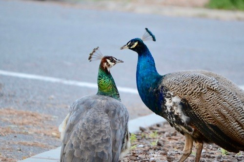 Công Ấn Độ có thể sống tới 25 năm trong môi trường tự nhiên. Trong điều kiện nuôi nhốt, chúng có tuổi thọ trung bình là 16 năm, tối đa là 23,2 năm. Ảnh: co_ra.