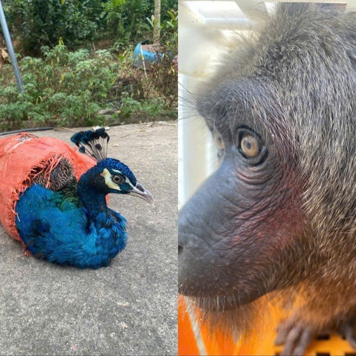 Trước đó, gia đình ông Hà Thanh Xuyến (trú tại thôn Đồng Tâm, xã Hóa Quỳ) phát hiện 3 cá thể động vật xuất hiện tại khu vực thác Đồng Quan, thôn Đồng Tâm, xã Hóa Quỳ. Ảnh: Người lao động.