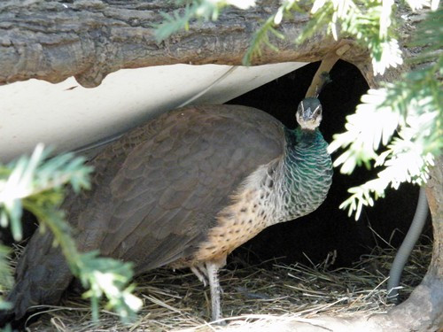 Loài công Ấn Độ có bộ lông rực rỡ nổi bật với các màu: xanh lam, nâu, xám, kem... Ảnh: Sarah Stierch.