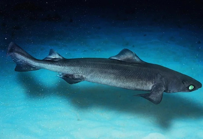 Trong nghiên cứu công bố trên tạp chí Science năm 2024 về tình trạng của 521 loài cá mập và cá đuối sống ở vùng nước sâu, gần 2/3 số cá mập biển sâu nguy cấp do bị đánh bắt để lấy dầu gan. Ảnh: edition.mv.