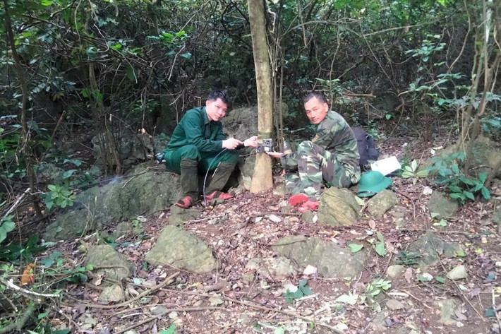 Nhờ vậy, các nhà sinh học thu được 3.340 bức ảnh chụp từ các camera bẫy ảnh. Trong đó, tổng cộng có 417 ảnh về động vật, bao gồm 260 ảnh các loại thú và 157 ảnh các loài chim. Ảnh: Dân Việt.