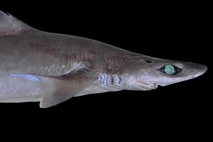 Do nhu cầu sử dụng squalen trong việc sản xuất mỹ phẩm ngày càng cao nên loài cá mập gulper bị đánh bắt quá mức trong những năm qua. Ảnh: D Ross Roberston/Public Domain.