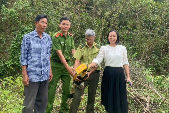 Qua kiểm tra, lực lượng Công an xã và Hạt Kiểm lâm Tân Kỳ xác định cá thể chim lạ bay lạc vào sân vườn của nhà ông Dung là chim hồng hoàng quý hiếm. Ảnh: Tiền phong.