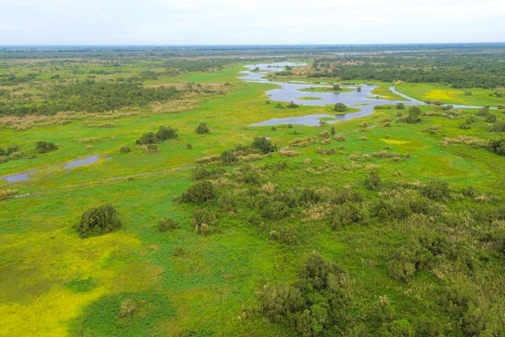 Vườn quốc gia U Minh Thượng tiếp tục khảo sát, phát hiện có 42 cá thể già đẫy Java được ghi nhận sinh sống. Đến tháng 6/2003, Vườn ghi nhận 114 cá thể, nhiều nhất từ trước tới nay. Ảnh: Báo An Giang.