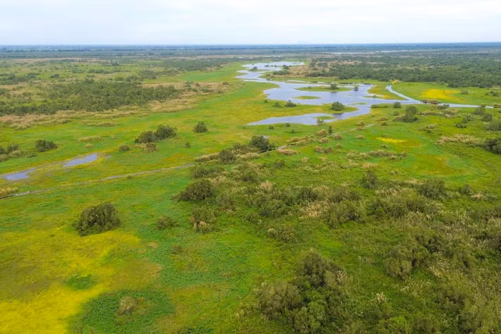 Vườn quốc gia U Minh Thượng tiếp tục khảo sát, phát hiện có 42 cá thể già đẫy Java được ghi nhận sinh sống. Đến tháng 6/2003, Vườn ghi nhận 114 cá thể, nhiều nhất từ trước tới nay. Ảnh: Báo An Giang.