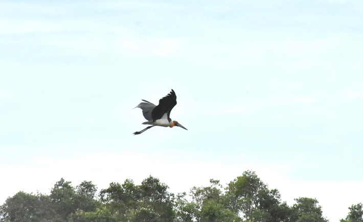 “Mới đây, Vườn quốc gia U Minh Thượng ghi nhận cá thể già đẫy Java kiếm ăn ở trảng nước khá lâu, sau đó bay lượn sâu vào vạt rừng tràm rộng lớn. Đây là tín hiệu đáng mừng, đơn vị cố gắng tiếp tục gìn giữ hệ sinh thái đa dạng để già đẫy Java cũng như tất cả các loài sinh sống và sinh sản nhiều hơn”, Phó Giám đốc Trần Văn Thắng cho biết. Ảnh: SGGP.