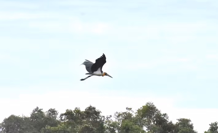 “Mới đây, Vườn quốc gia U Minh Thượng ghi nhận cá thể già đẫy Java kiếm ăn ở trảng nước khá lâu, sau đó bay lượn sâu vào vạt rừng tràm rộng lớn. Đây là tín hiệu đáng mừng, đơn vị cố gắng tiếp tục gìn giữ hệ sinh thái đa dạng để già đẫy Java cũng như tất cả các loài sinh sống và sinh sản nhiều hơn”, Phó Giám đốc Trần Văn Thắng cho biết. Ảnh: SGGP.