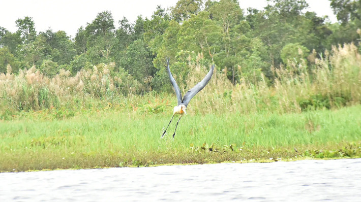 Thời gian sau, già đẫy Java được ghi nhận ngày càng ít, đơn vị cũng ít phát hiện chúng hơn. Nguyên nhân do nơi làm tổ và nơi kiếm ăn bị thu hẹp hoặc có thể do cháy rừng tràm khiến không gian sống của loài chim quý hiếm này mất dần. Ảnh: SGGP.
