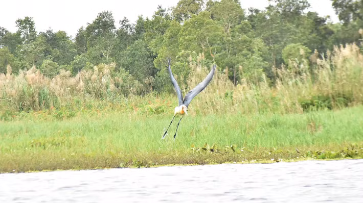 Thời gian sau, già đẫy Java được ghi nhận ngày càng ít, đơn vị cũng ít phát hiện chúng hơn. Nguyên nhân do nơi làm tổ và nơi kiếm ăn bị thu hẹp hoặc có thể do cháy rừng tràm khiến không gian sống của loài chim quý hiếm này mất dần. Ảnh: SGGP.